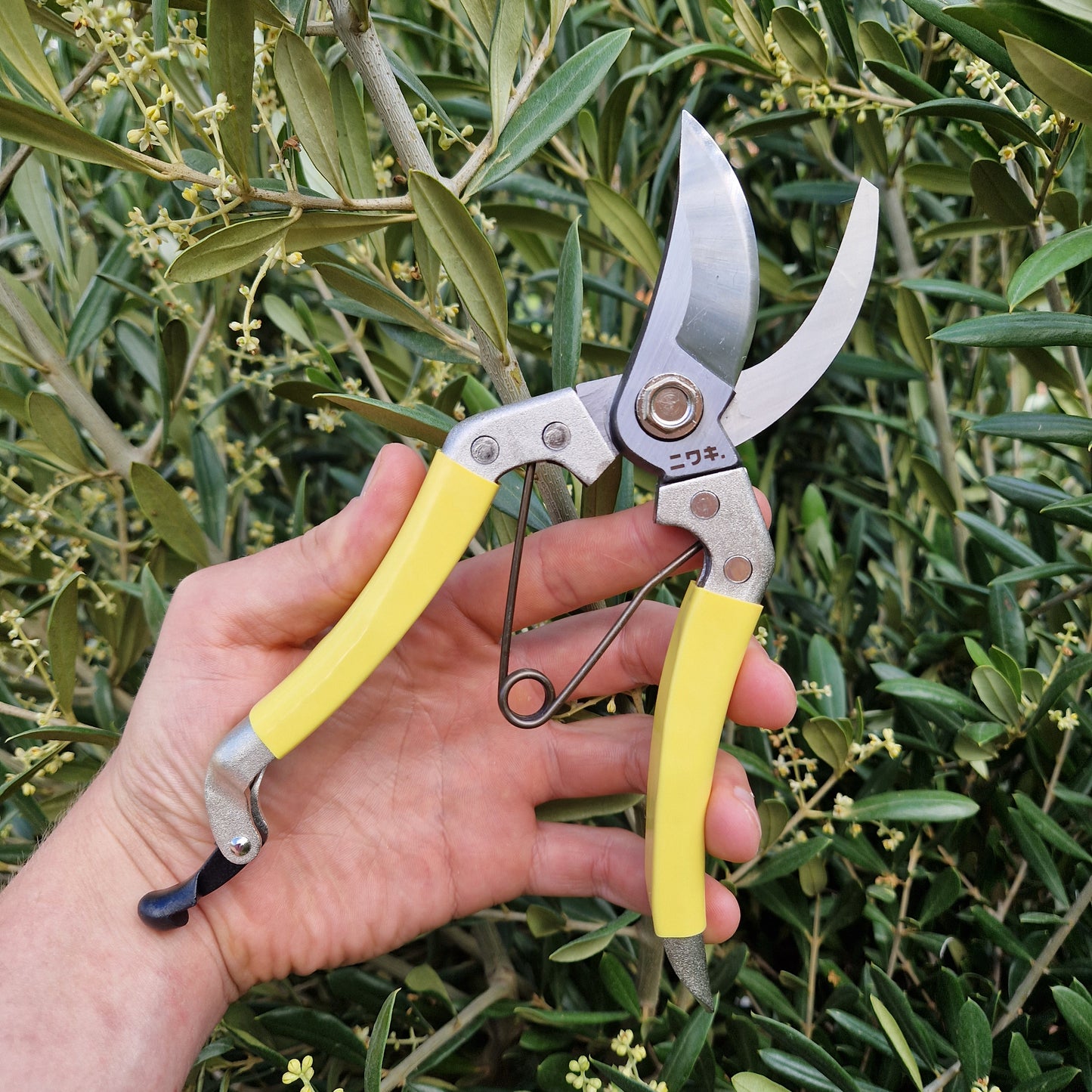 Niwaki Daikiba Secateurs - Tom's Yard