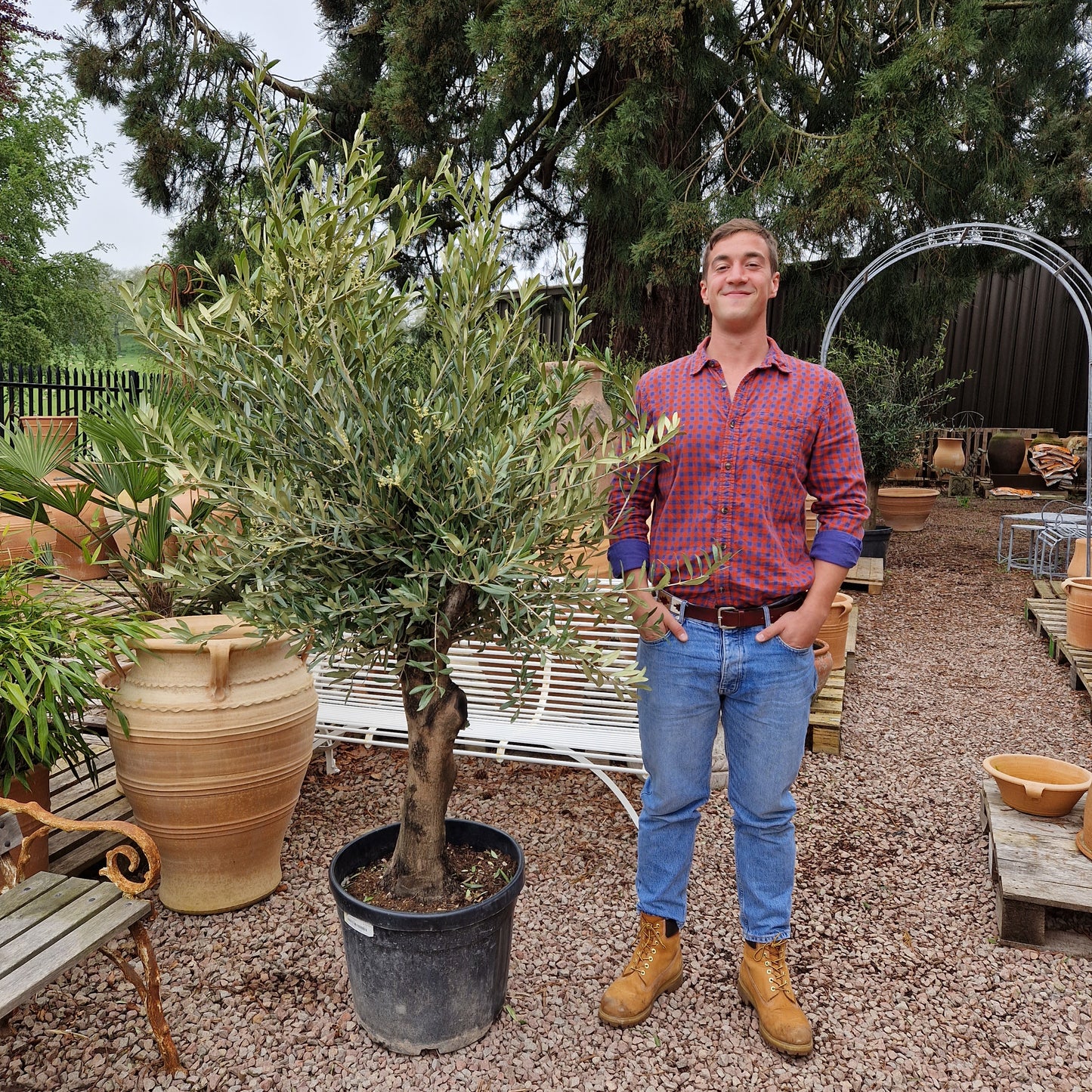 Olive Tree 66 - Tom's Yard