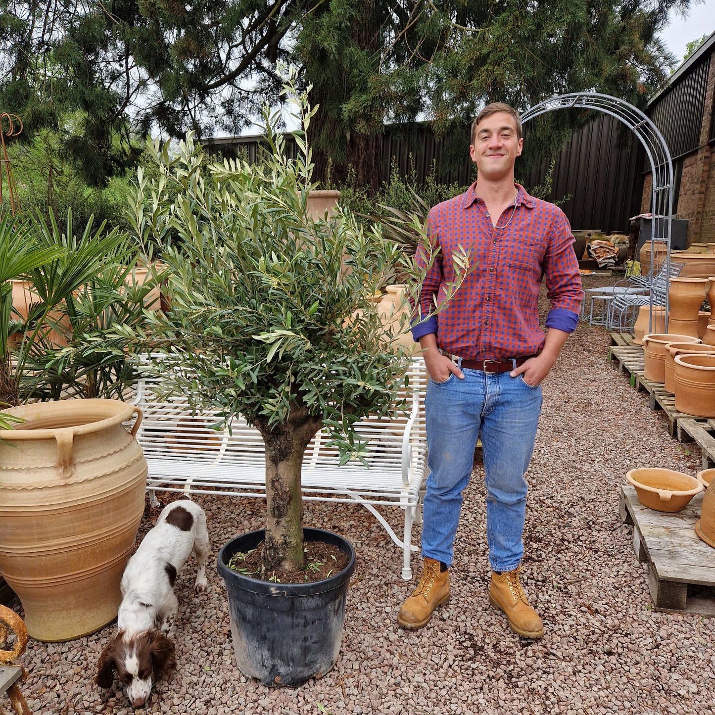 Olive Tree 67 - Tom's Yard