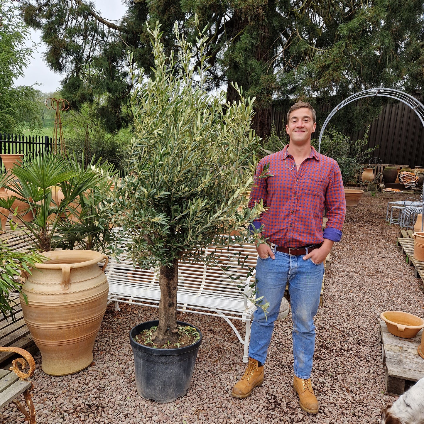 Olive Tree 68 - Tom's Yard
