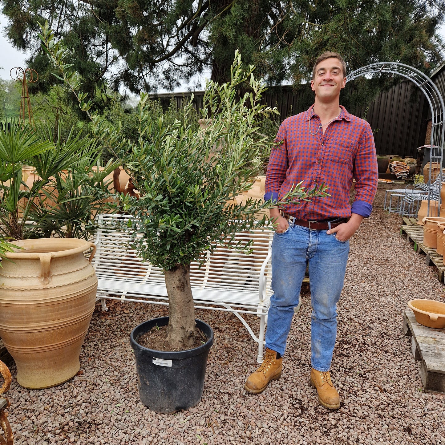 Olive Tree 69 - Tom's Yard