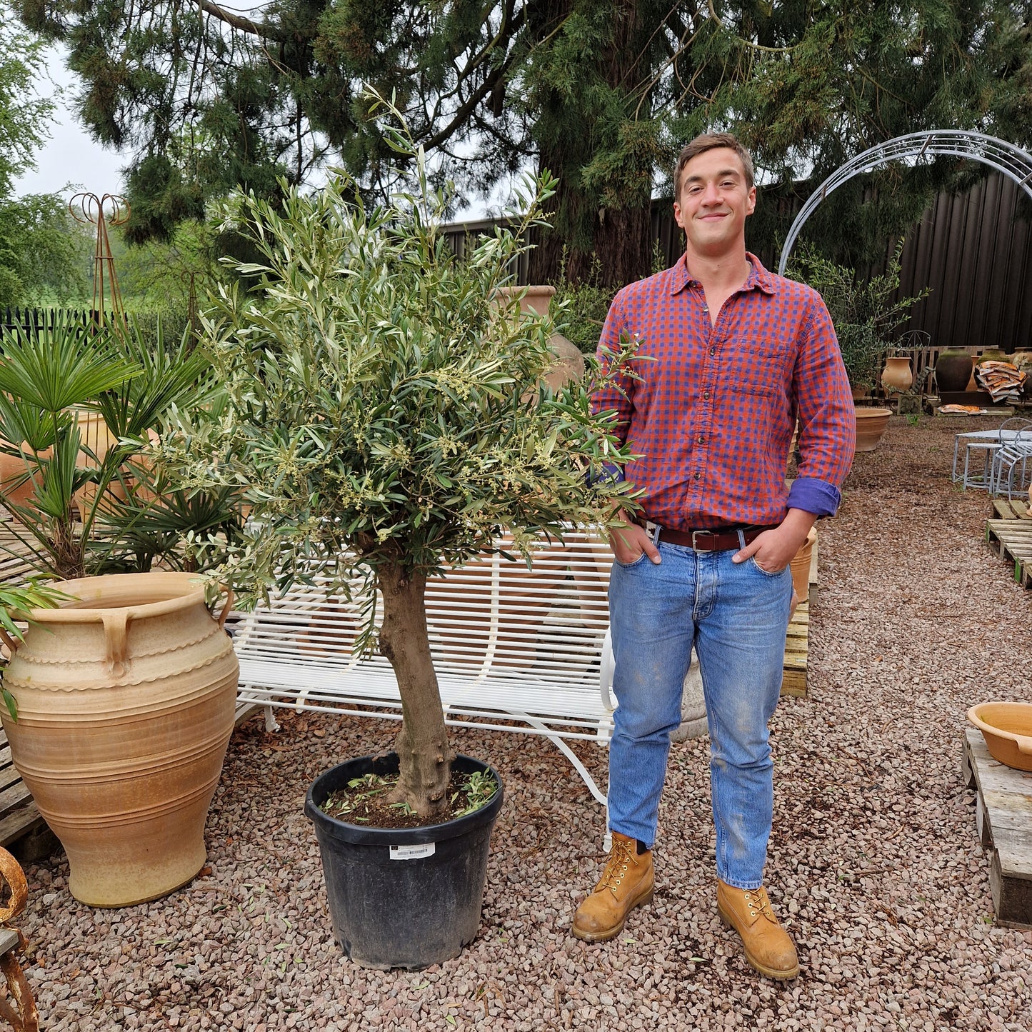 Olive Tree 70 - Tom's Yard