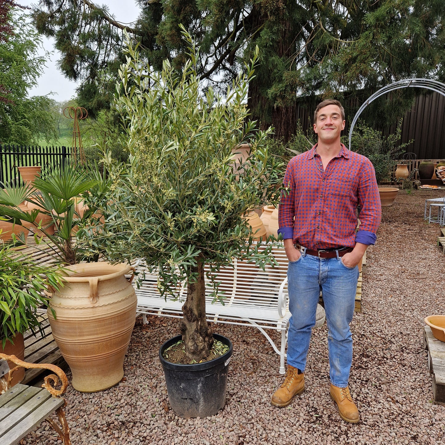 Olive Tree 71 - Tom's Yard