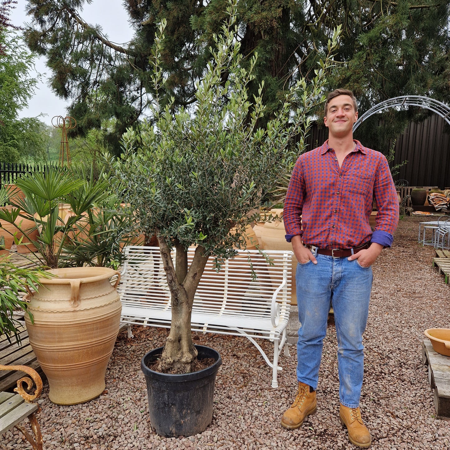 Olive Tree 72 - Tom's Yard