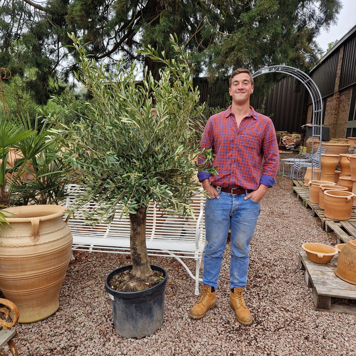 Olive Tree 73 - Tom's Yard