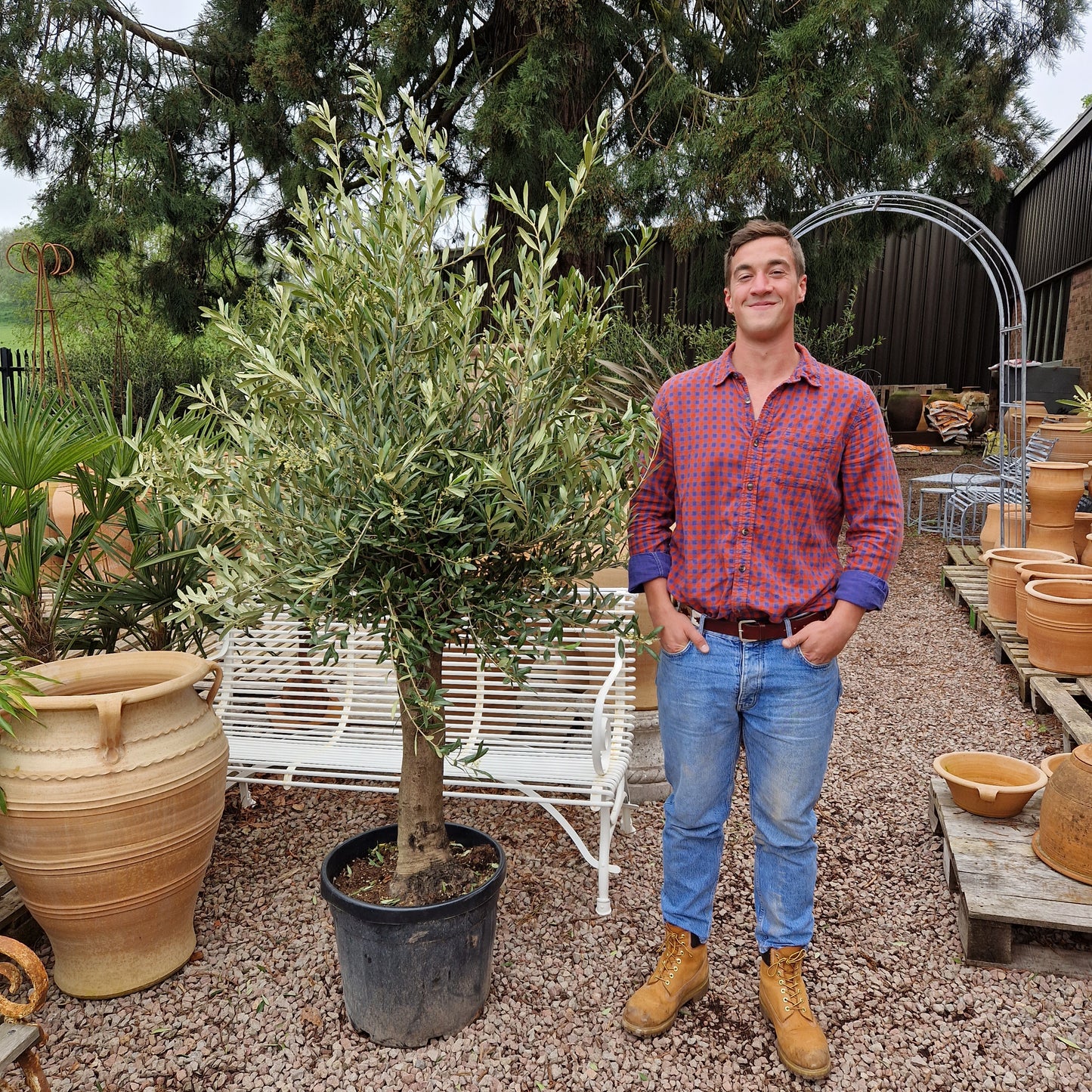 Olive Tree 74 - Tom's Yard