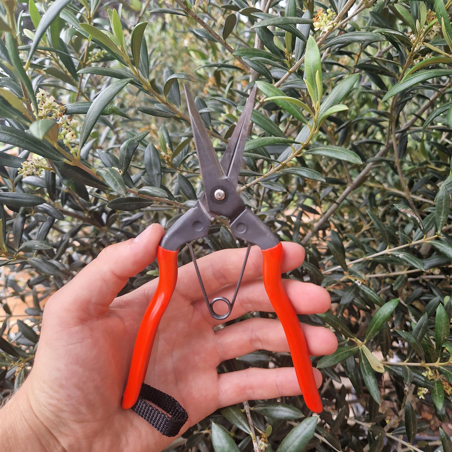 Niwaki Standard Garden Snips - Tom's Yard