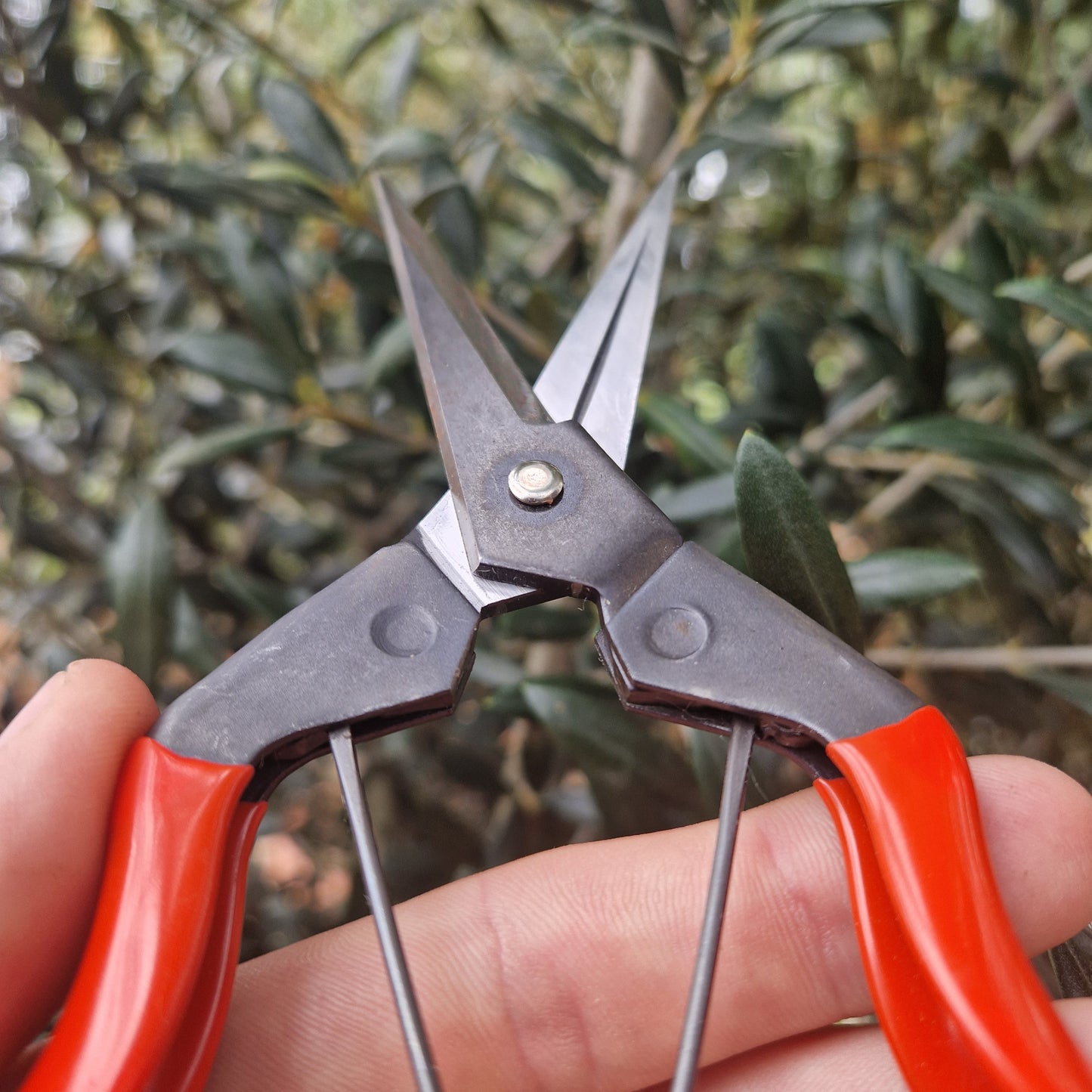 Niwaki Standard Garden Snips - Tom's Yard