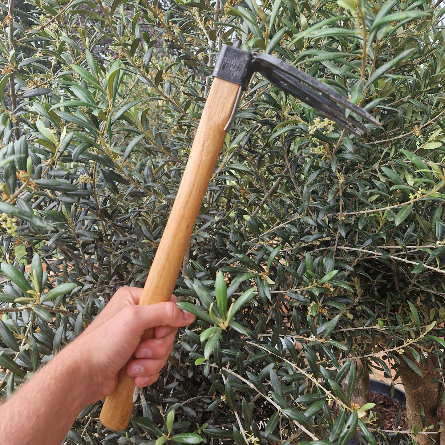 Niwaki Forked Hand Hoe - Tom's Yard