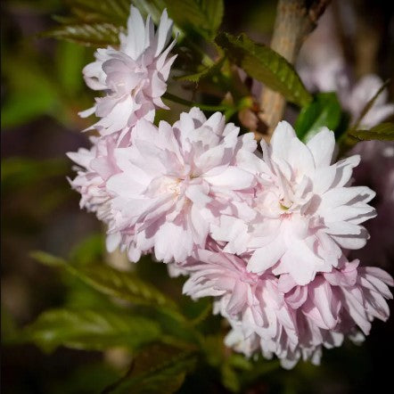 Prunus 'Asano'