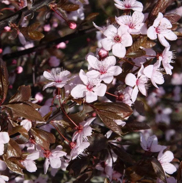 Prunus cerasifera ‘Nigra’