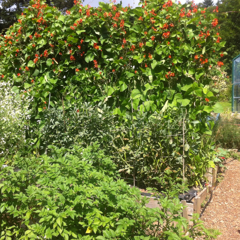 ''Meetings with Remarkable Vegetables'' - Autumn Garden Talk 09/09 - Tom's Yard