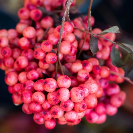 Sorbus ‘Eastern Promise’
