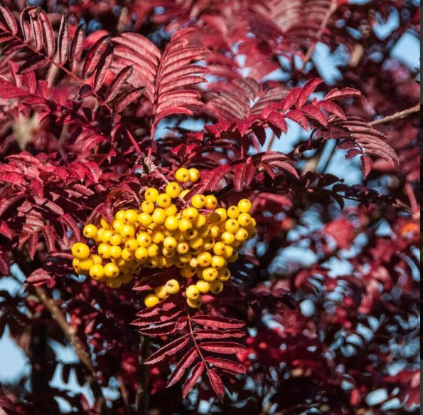 Sorbus ‘Joseph Rock'