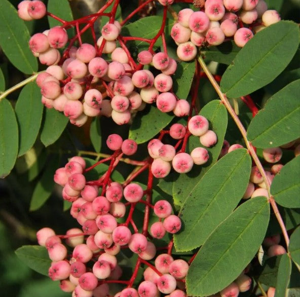 Sorbus pseudohupehensis ’Pink Pagoda’