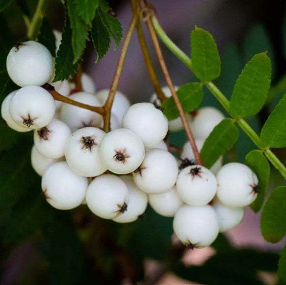 Sorbus ‘Glendoick White Baby'