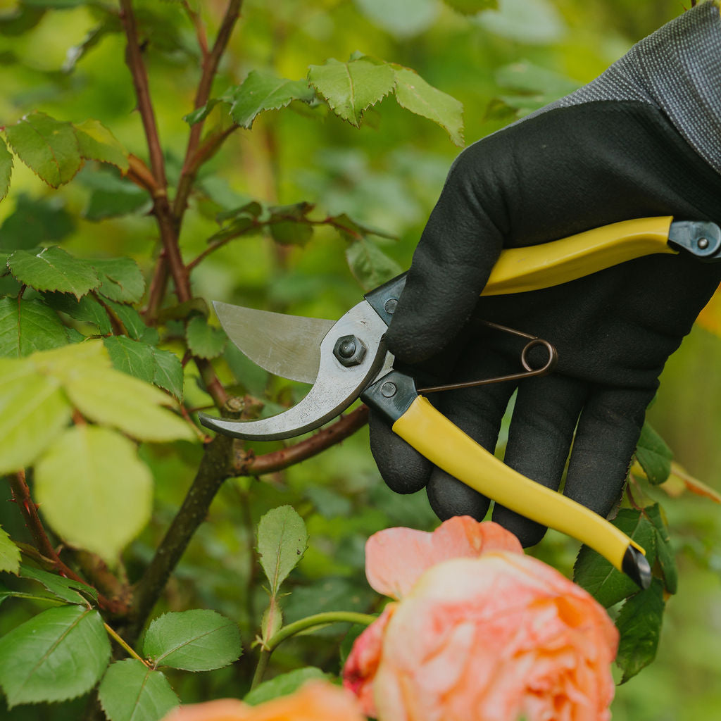Niwaki Mainichi Secateurs - Tom's Yard