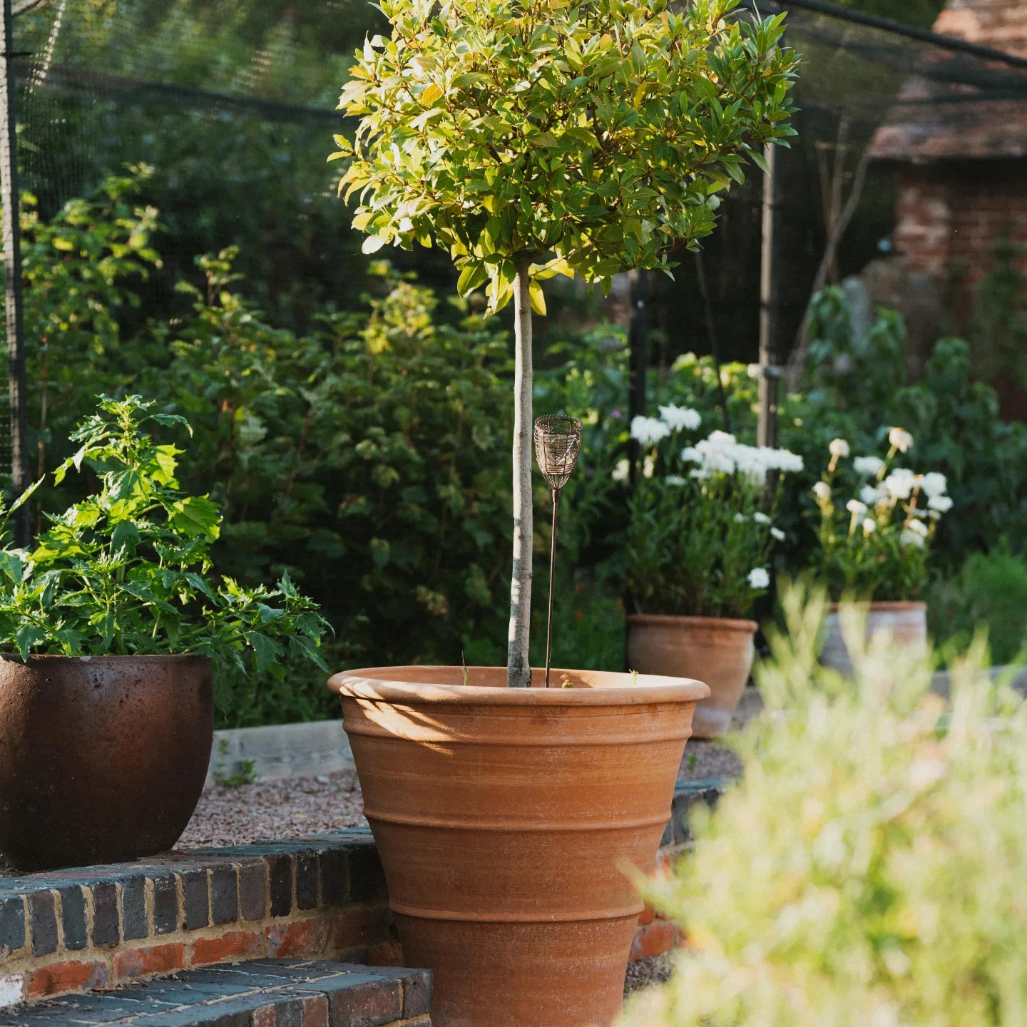 Tapered Cretan Terracotta Planters - Tom's Yard
