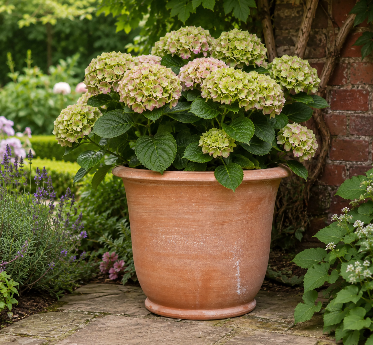 Francesca Campana Italian Terracotta Planter - Tom's Yard