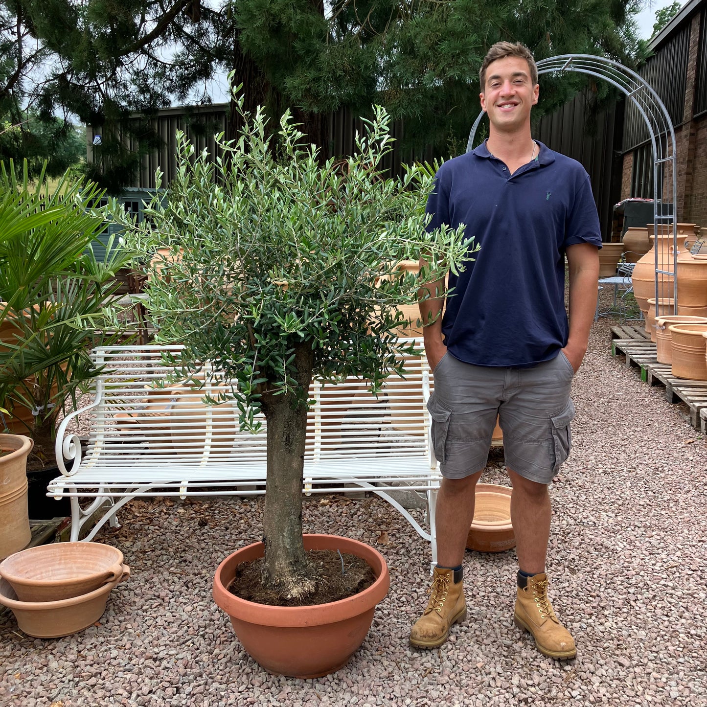 Olive Tree 75 - Tom's Yard