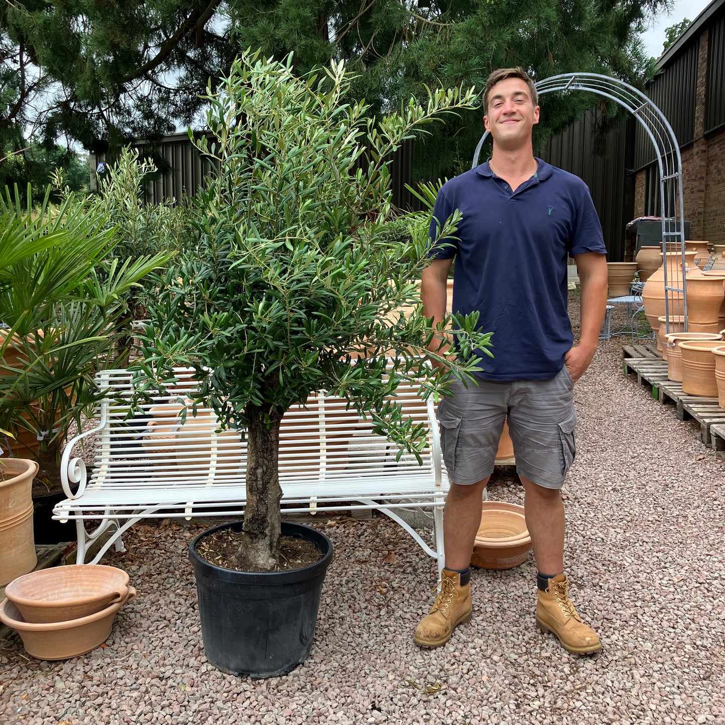 Olive Tree 78 - Tom's Yard