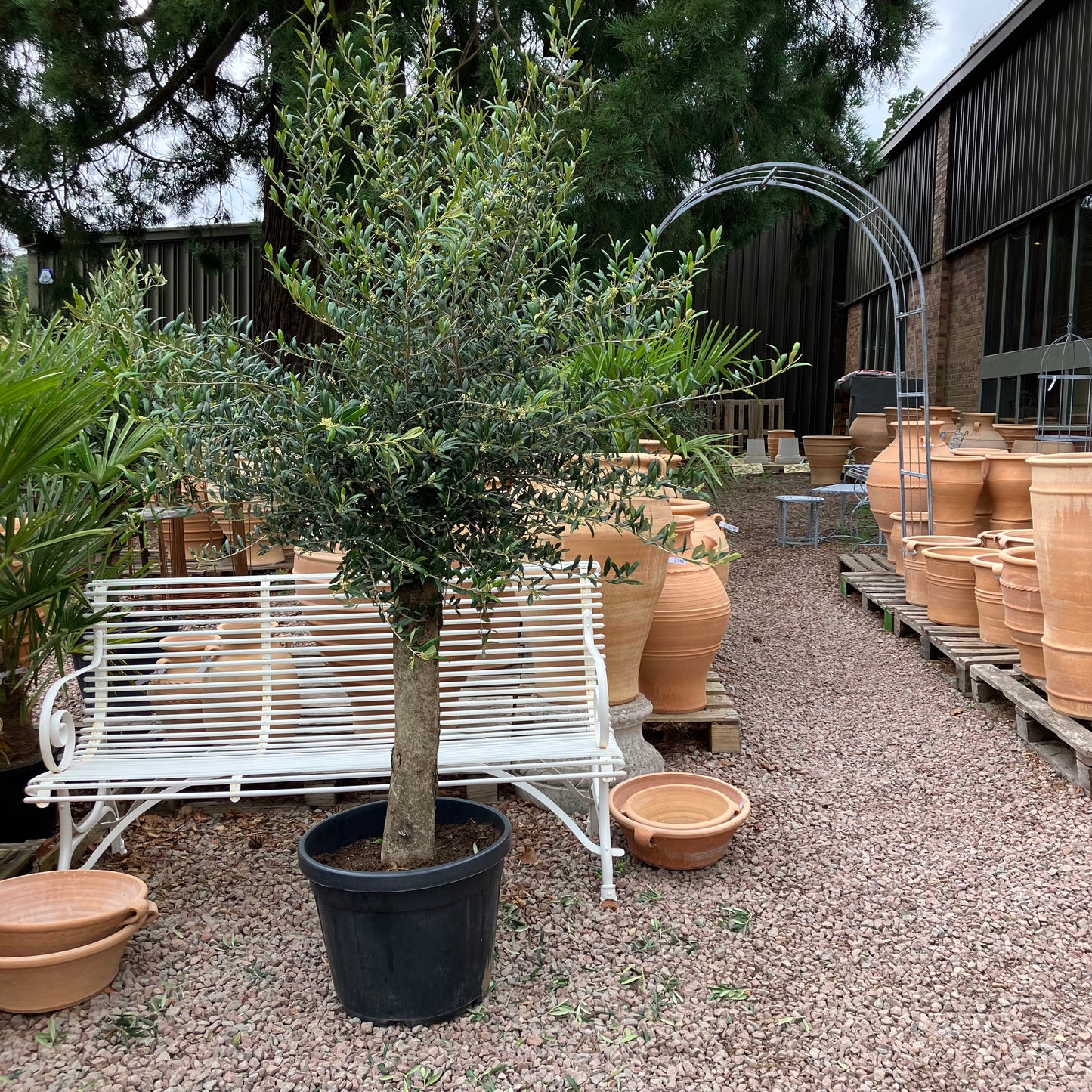 Olive Tree 85 - Tom's Yard