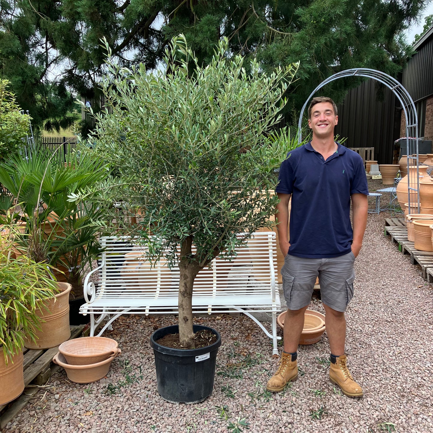 Olive Tree 81 - Tom's Yard