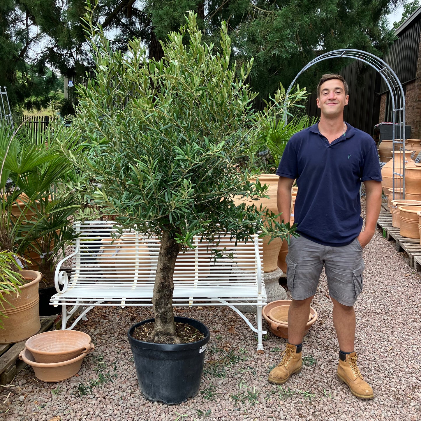Olive Tree 82 - Tom's Yard