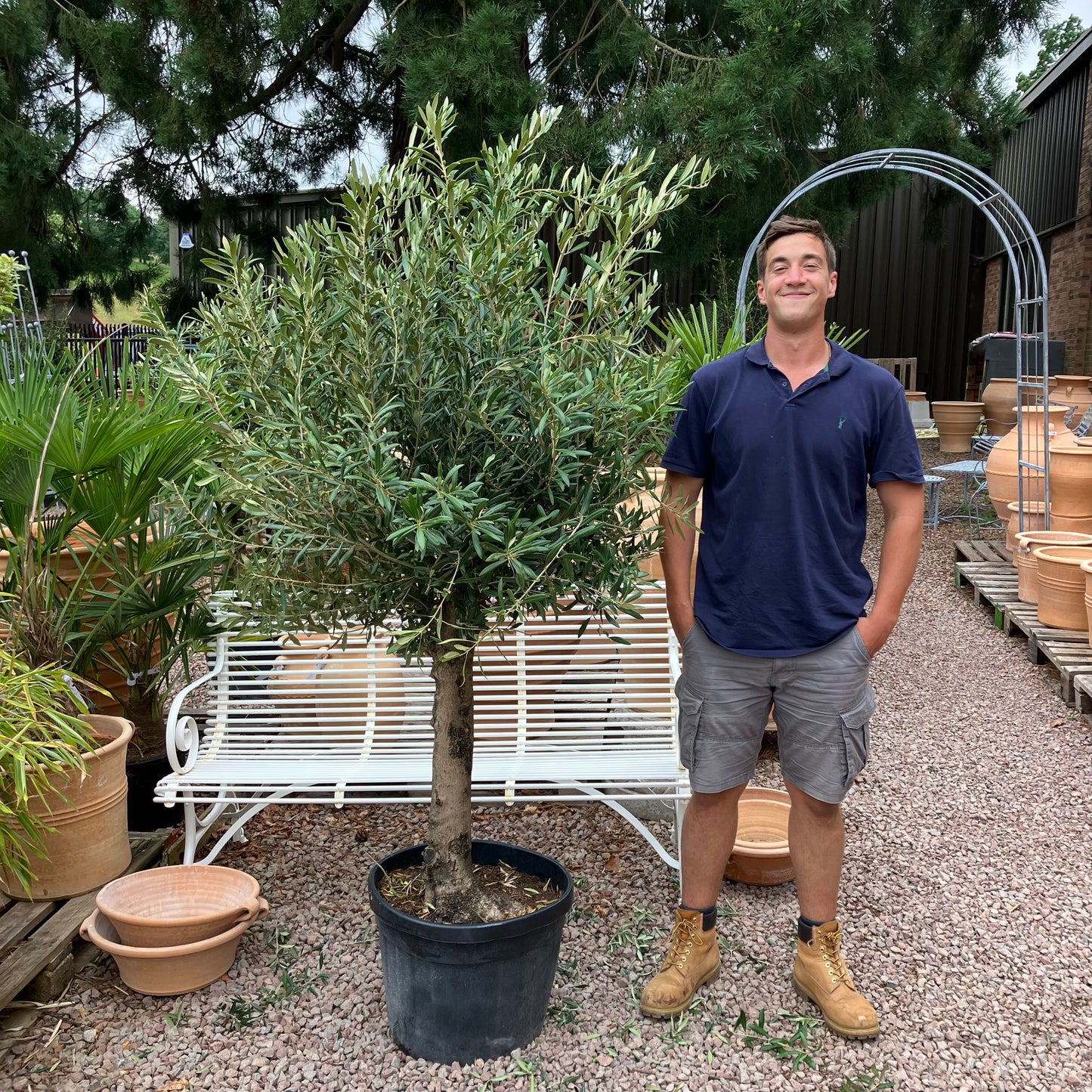 Olive Tree 83 - Tom's Yard