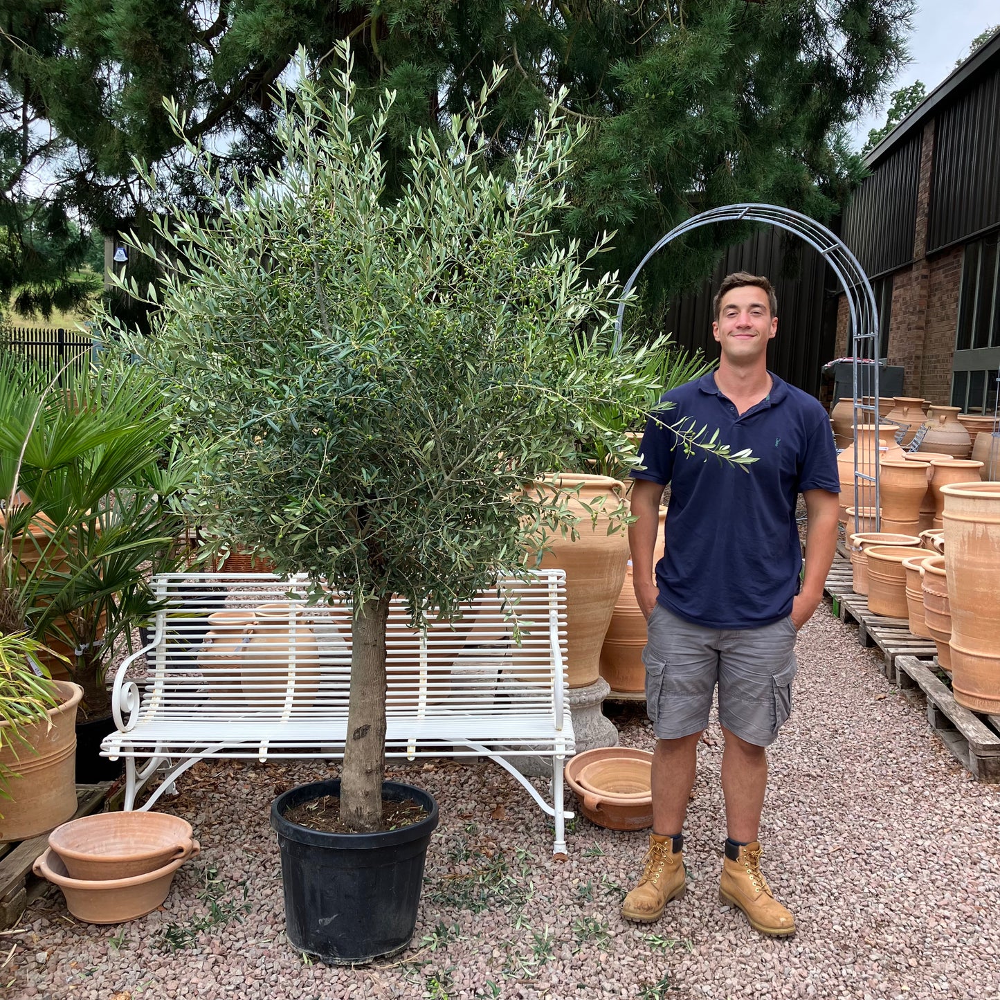 Olive Tree 80 - Tom's Yard