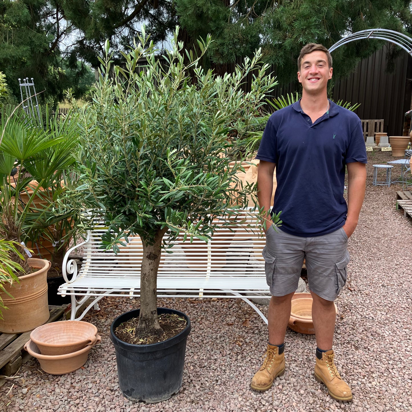 Olive Tree 77 - Tom's Yard
