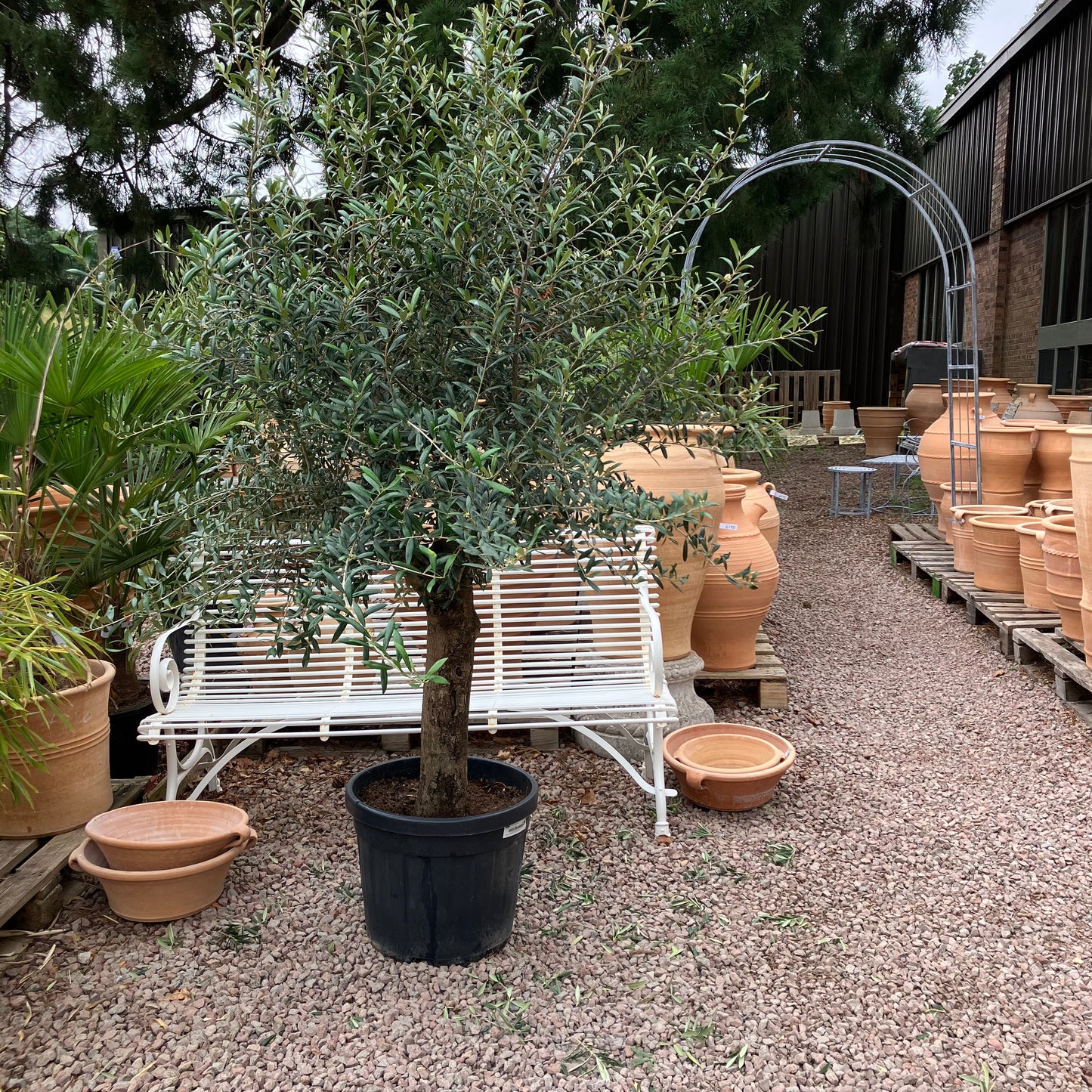 Olive Tree 84 - Tom's Yard