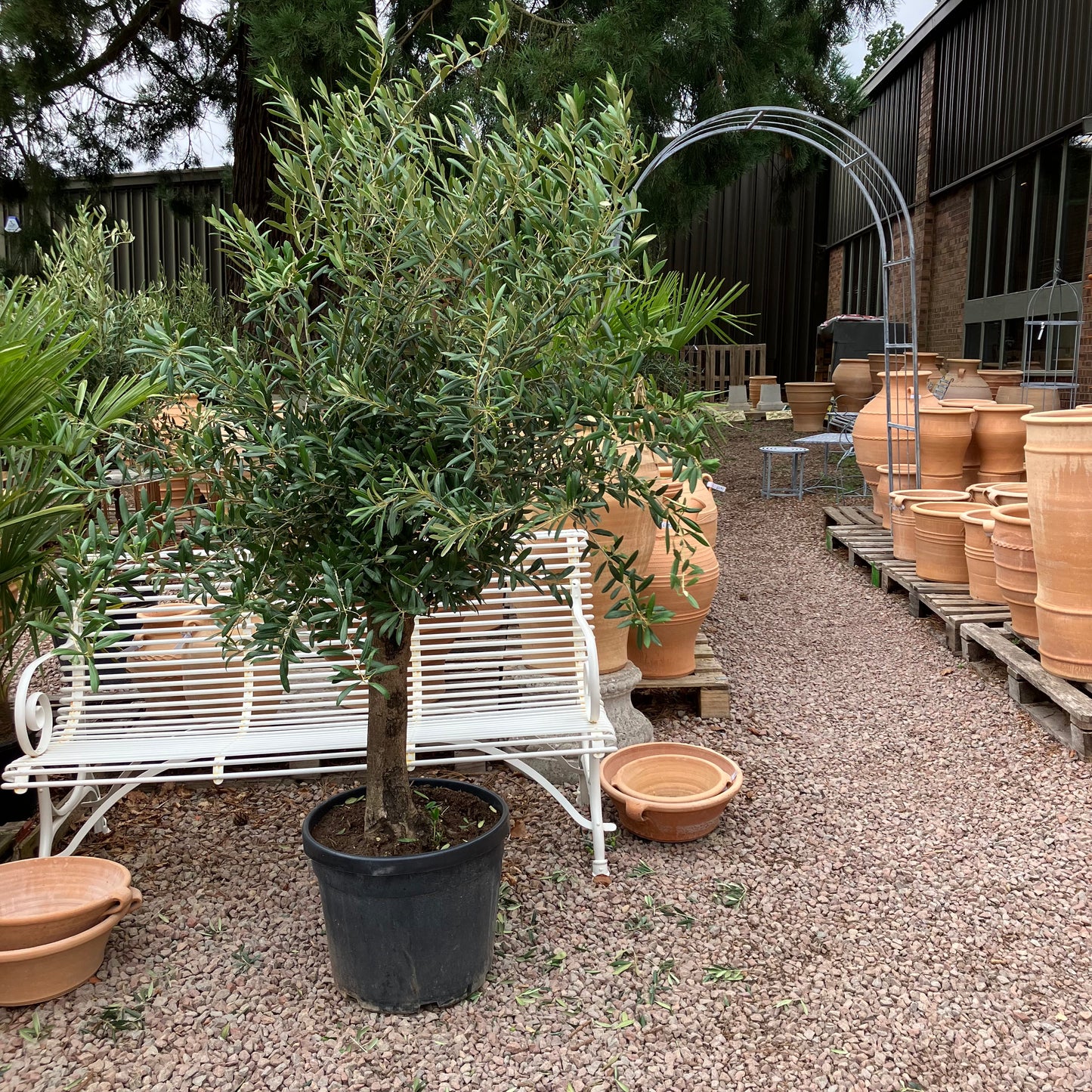 Olive Tree 86 - Tom's Yard