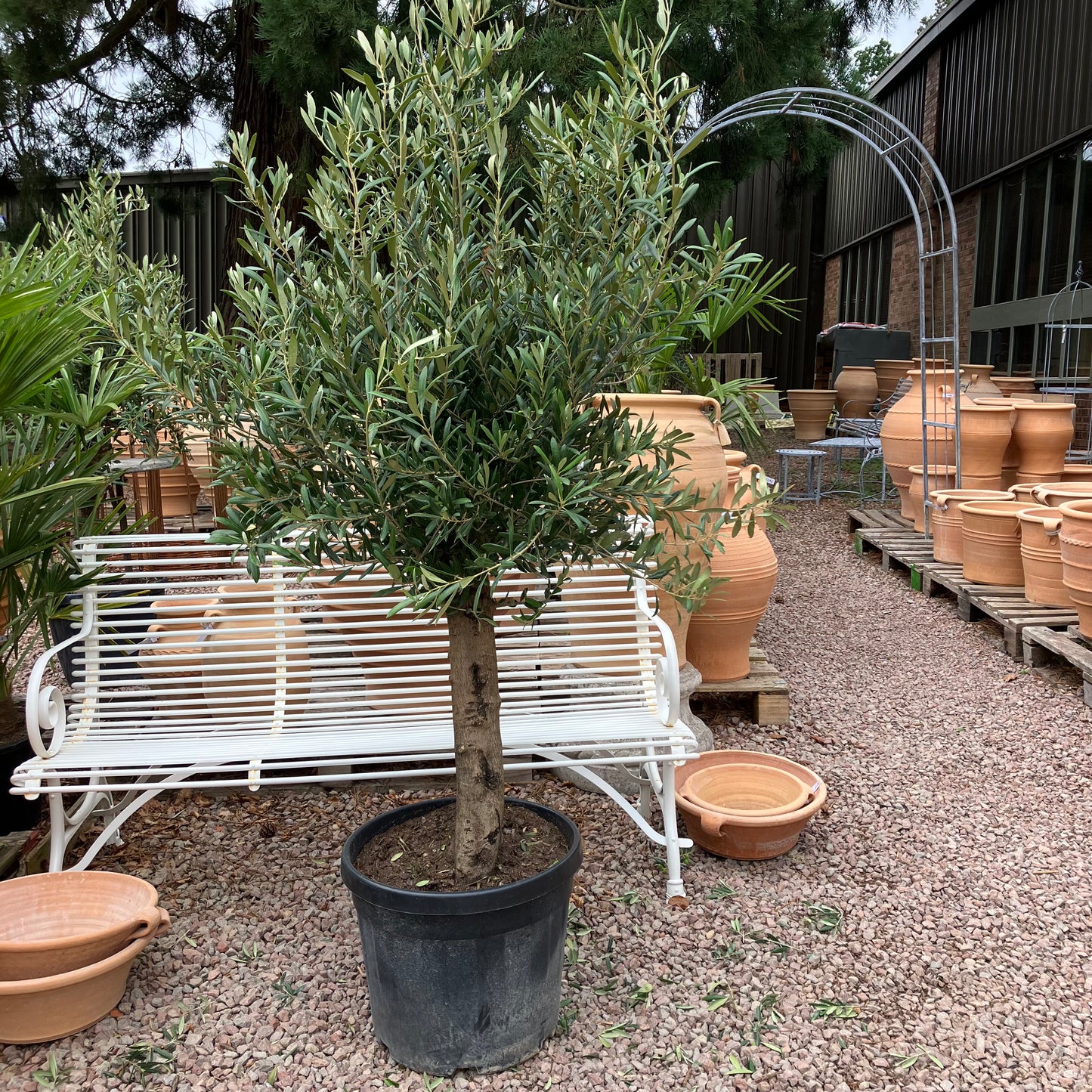 Olive Tree 87 - Tom's Yard