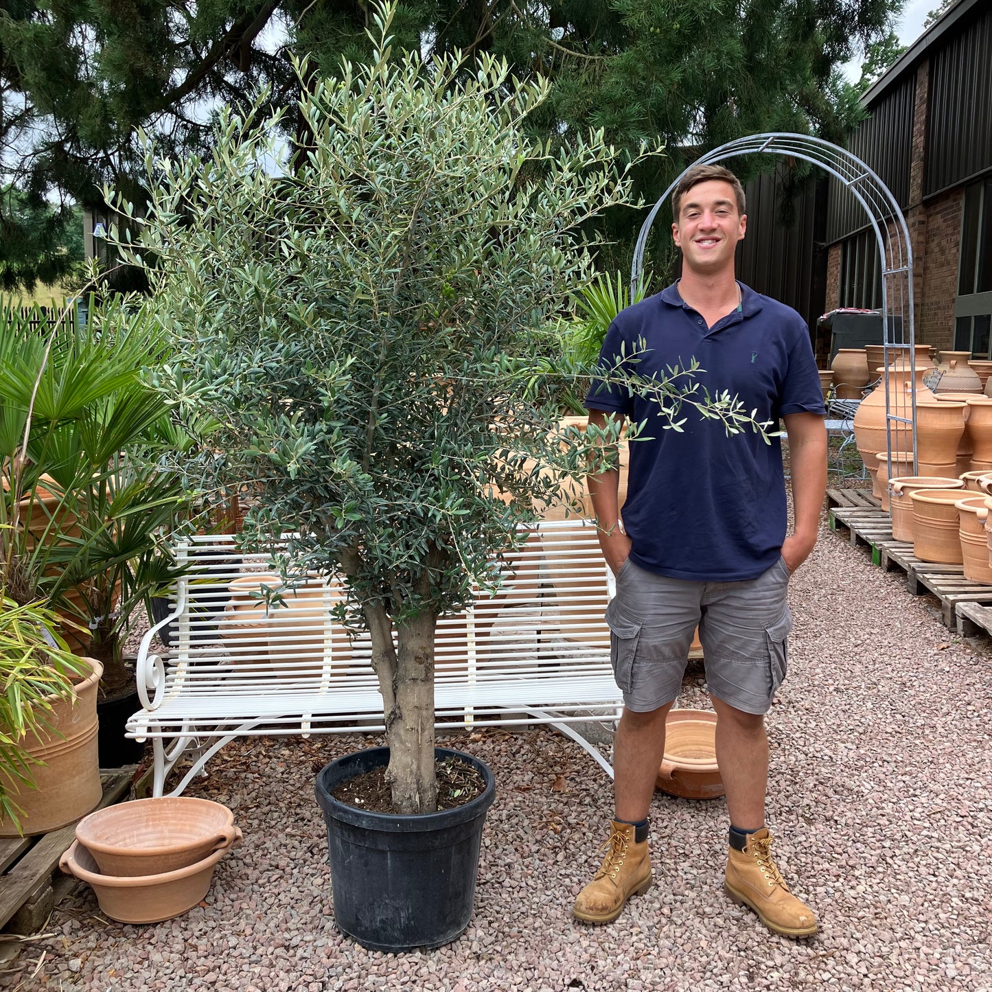 Olive Tree 76 - Tom's Yard