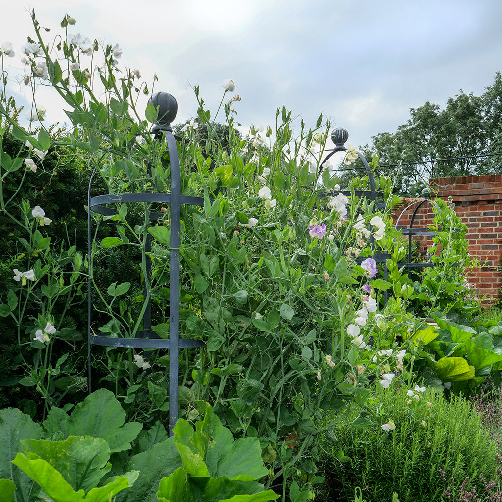 Round Obelisk Plant Supports - Tom's Yard