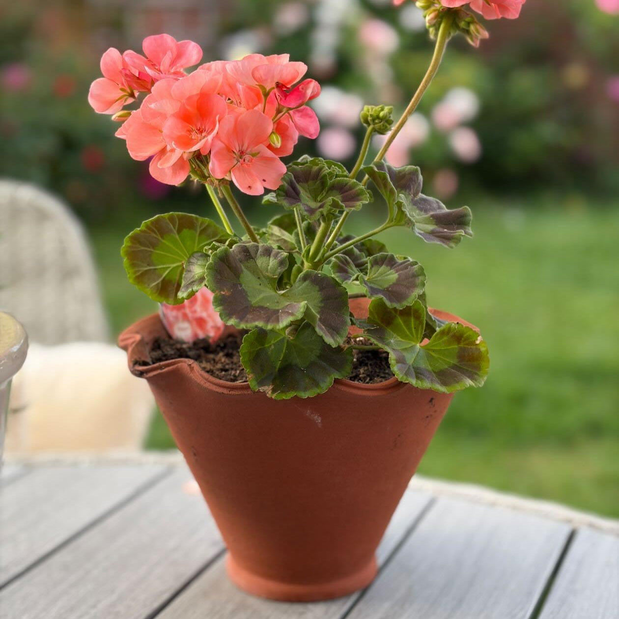 Hand-Thrown English Terracotta Frilly Pot - Tom's Yard