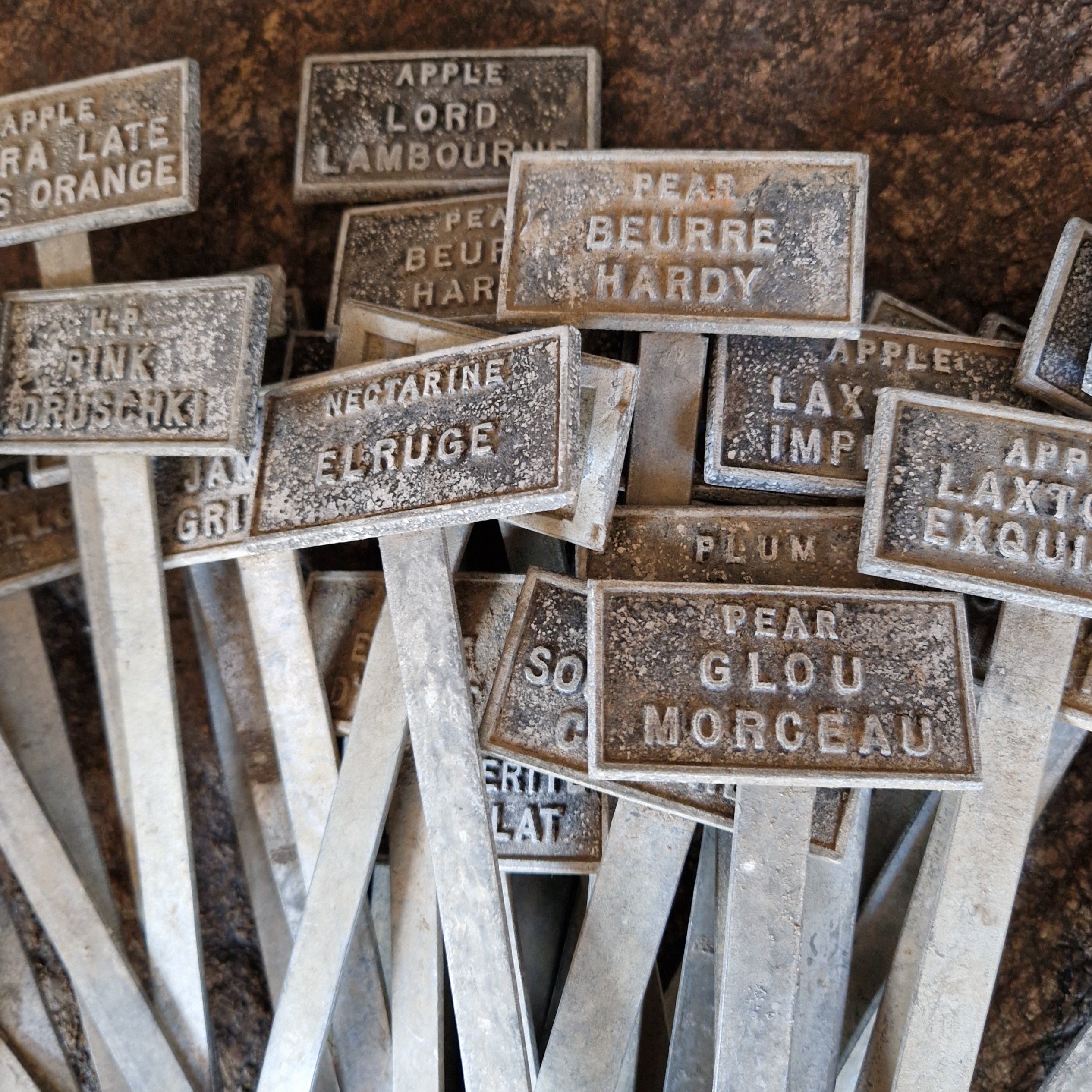 Vintage Botanical Plant Labels - Tom's Yard