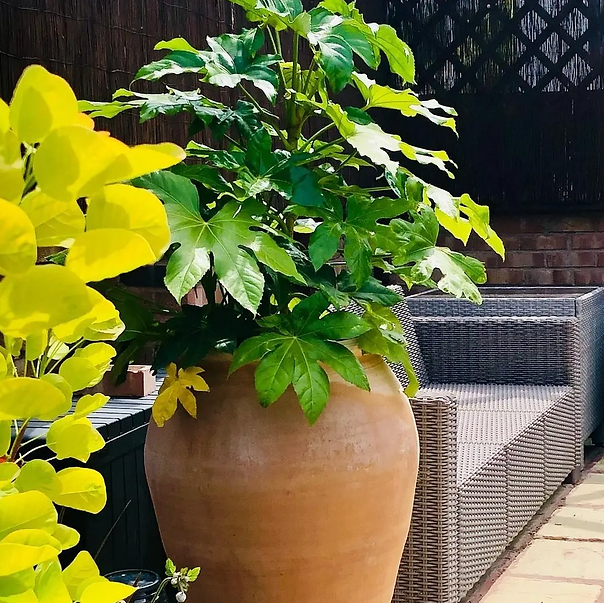 James Cretan Terracotta Pot - Tom's Yard