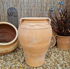 Fatsia Cretan Terracotta Pot - Tom's Yard