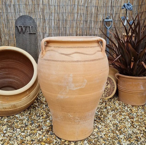 Fatsia Cretan Terracotta Pot - Tom's Yard