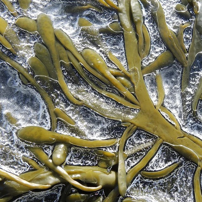 Organic Liquid Seaweed Concentrate - Tom's Yard