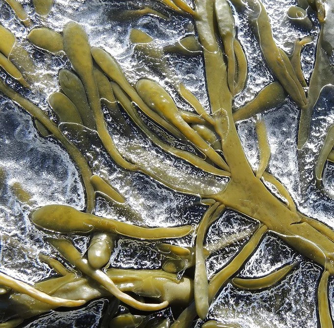 Organic Liquid Seaweed Concentrate - Tom's Yard