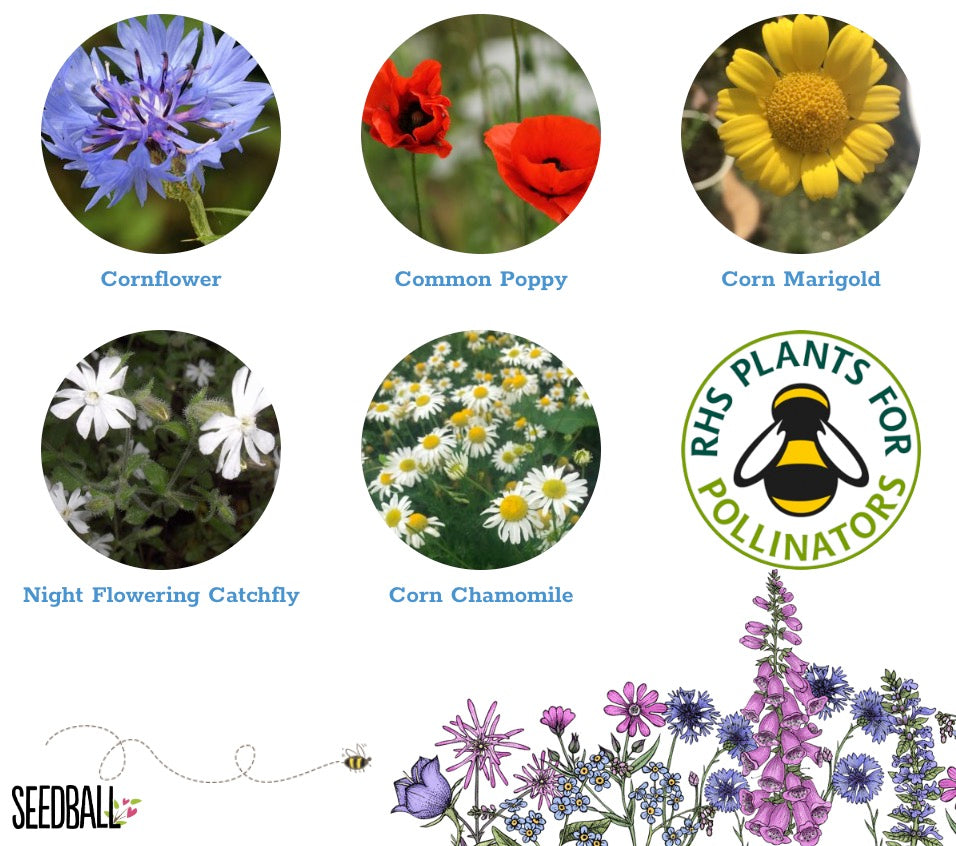 Wildflower Annuals Mix Large Bags - Tom's Yard