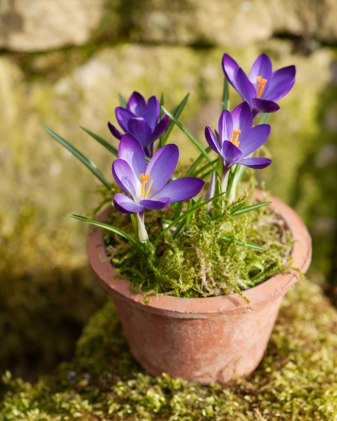 Crocus in Terracotta pot for Spring Guide