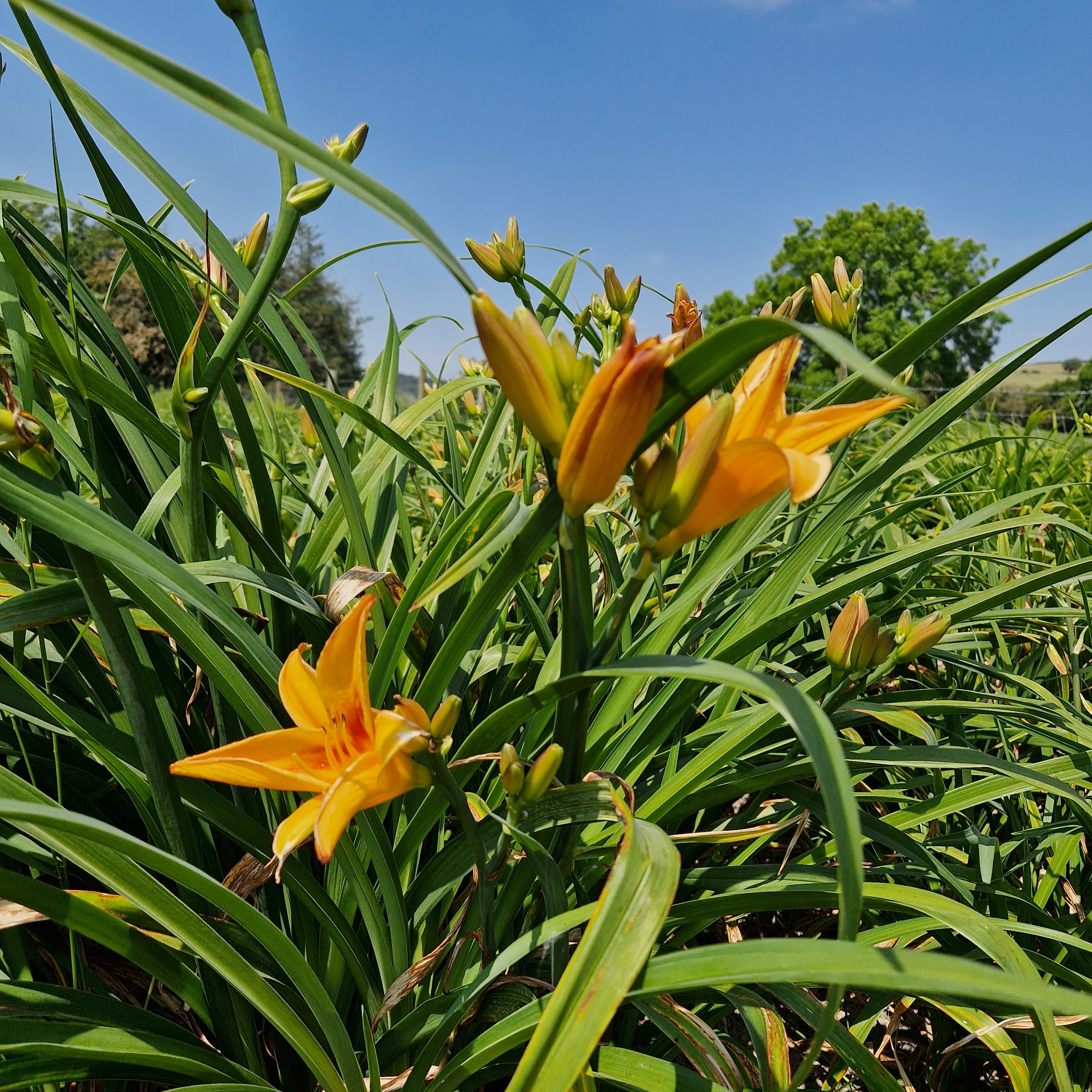 Introducing; New Hope Daylilies