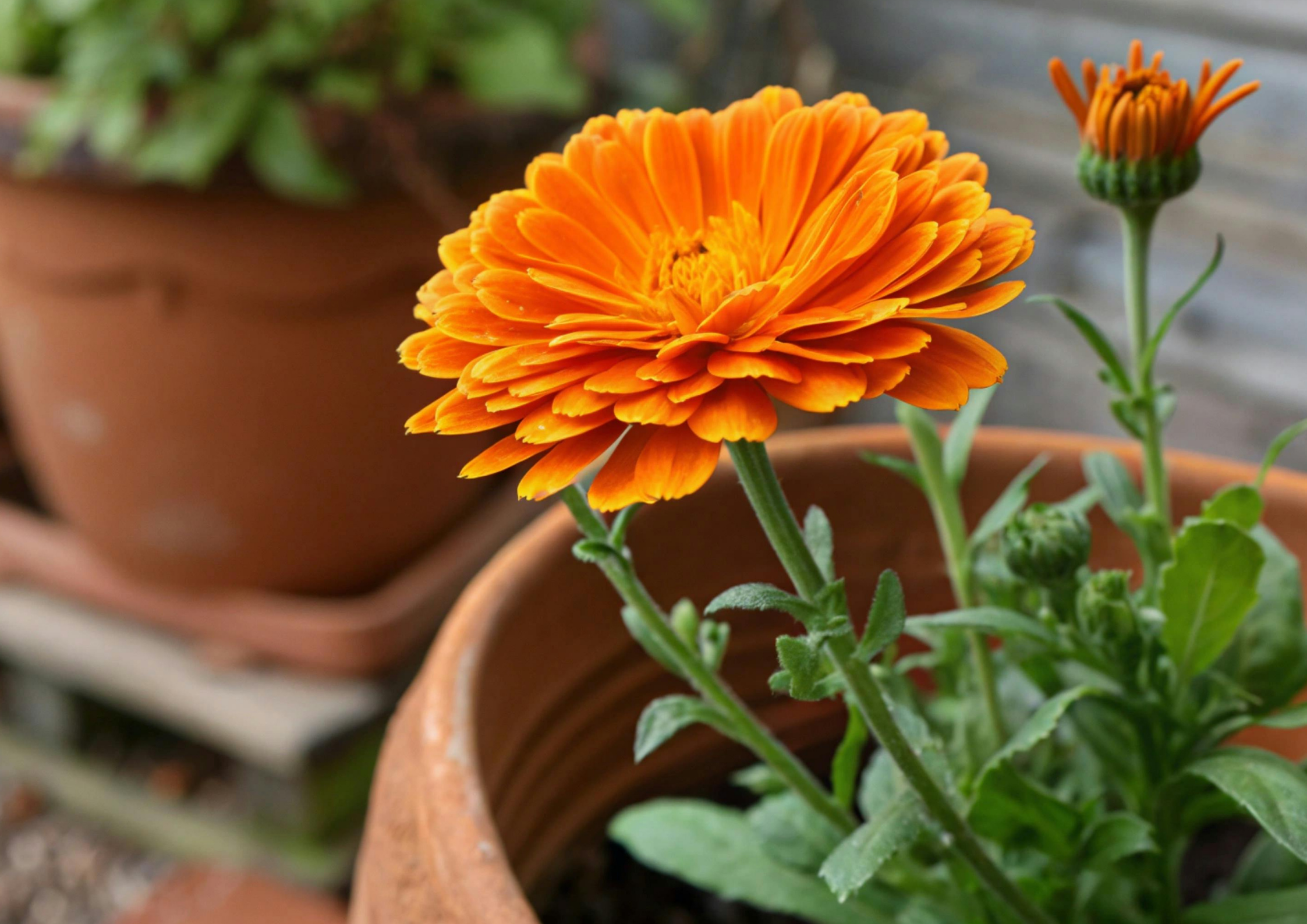 HOW TO KEEP POTTED PLANTS LOOKING BEAUTIFUL DURING A HEATWAVE