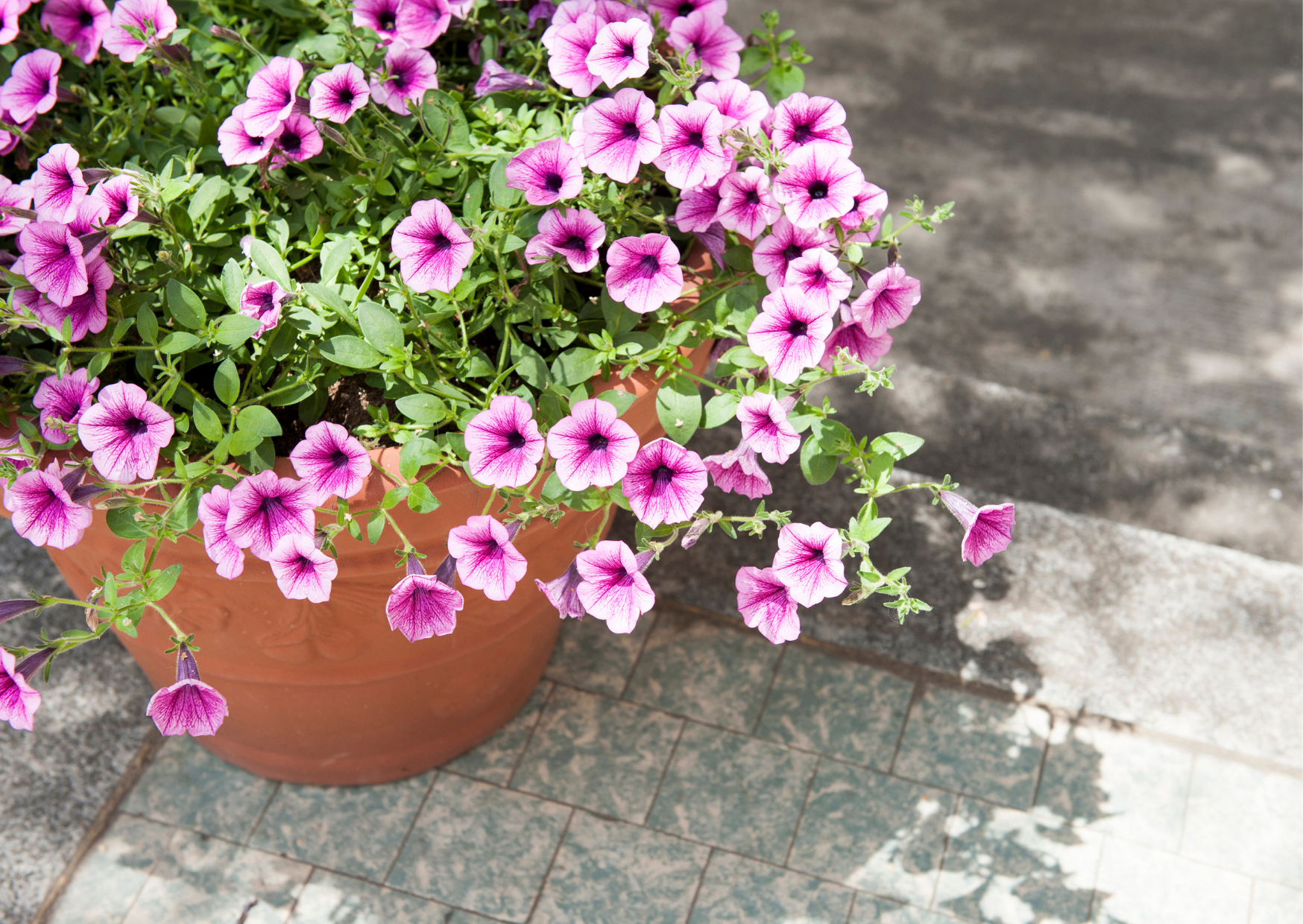 Drought Tolerant Plants Your Terracotta Pots Will Love
