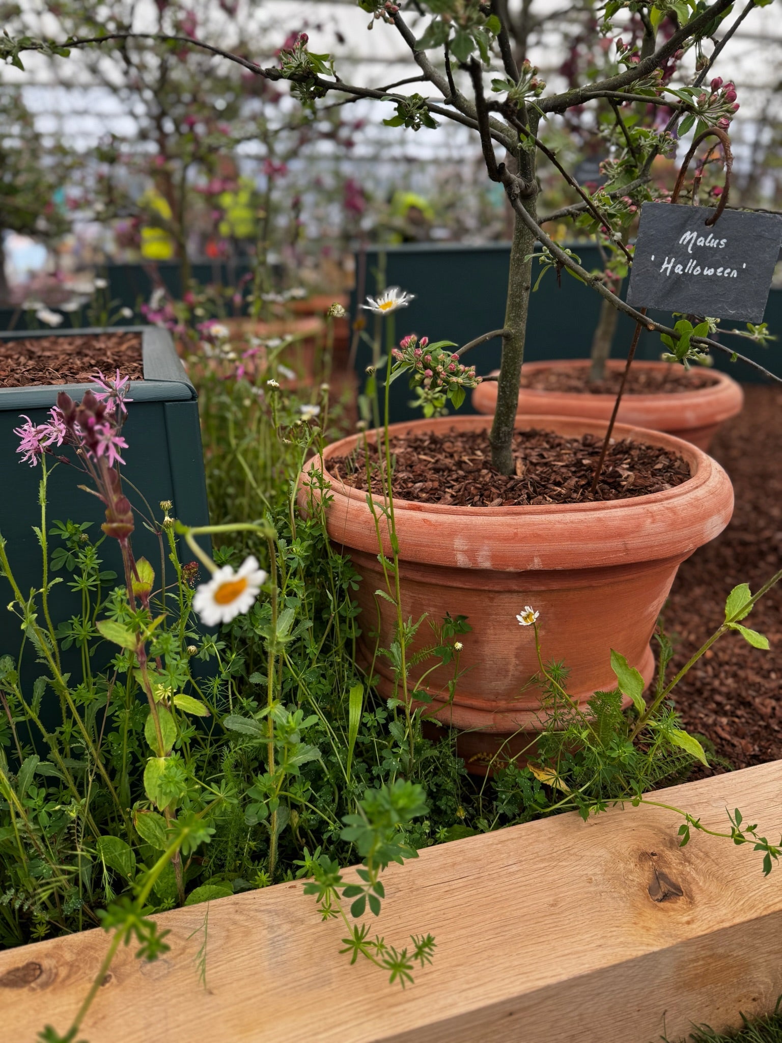 The RHS Chelsea Tom's Yard Pot Spot
