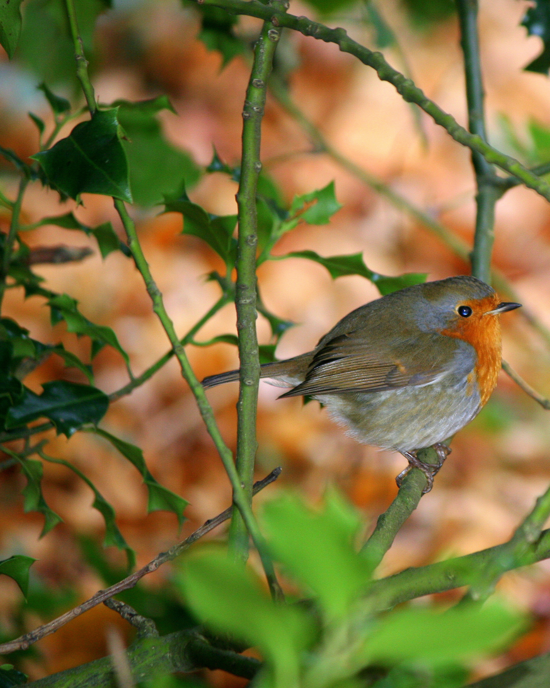 Creating Wildlife Havens with Pots - The Perfect Plants for Supporting Wildlife Over Winter
